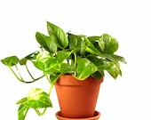 50 pcs Epipremnum Aureum seeds Money Plant Golden Pothos Epipremnum (Devil 39 s Ivy)
