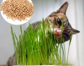 Pure Natural Grown Sweet Oat Grass Seeds seed Cat Dog Rabbit Pet Health Food 90g Pure Natural Grown 90g
