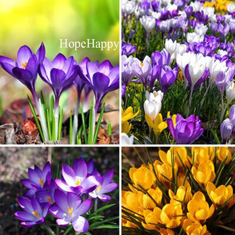 Nasion Szafran Szafran Kwiat Nasion Nasiona Krokus Szafran Szafran żarówki 20 Nasion Nie Jest