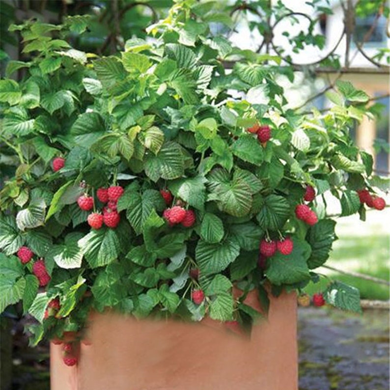100 PcsPack Mixed Color Raspberry Seeds Each 1000 Pcs for Black Red Fruit Seed