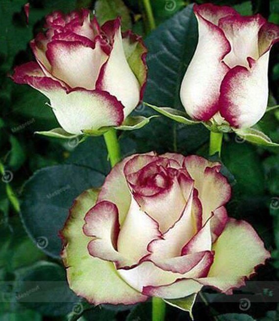 My Image 10