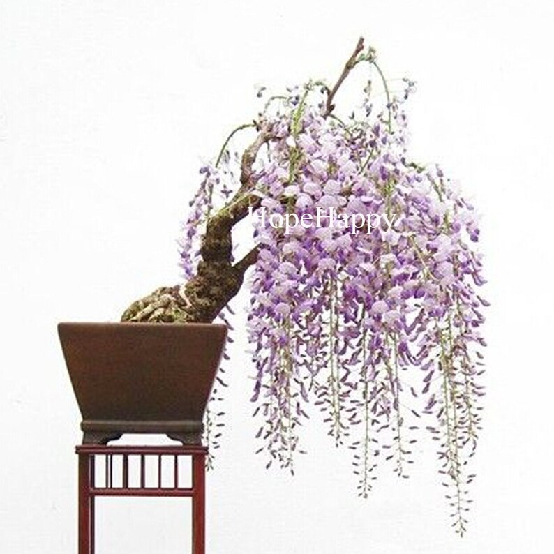 8 particles lilac mini bonsai wisteria tree seeds Indoor ornamental plants