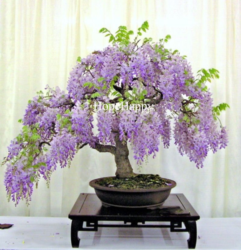 8 particles lilac mini bonsai wisteria tree seeds Indoor ornamental plants