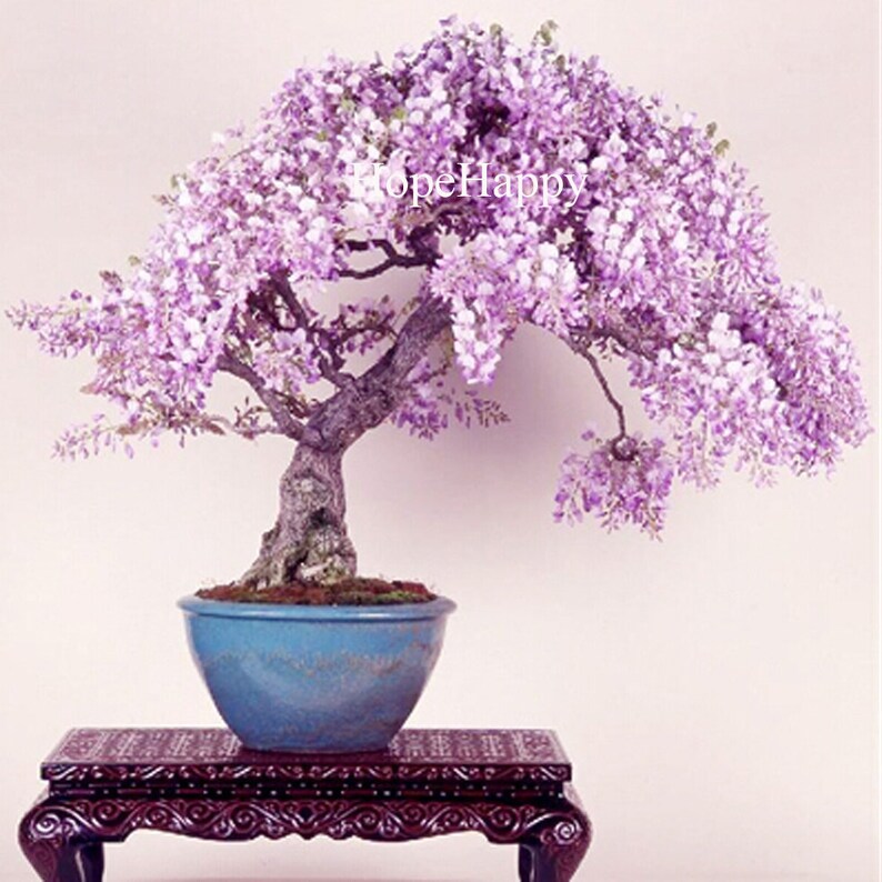 8 particles lilac mini bonsai wisteria tree seeds Indoor ornamental plants