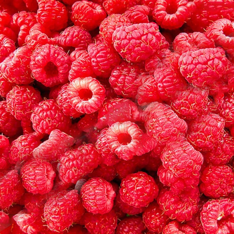 100 PcsPack Mixed Color Raspberry Seeds Each 1000 Pcs for Black Red Fruit Seed