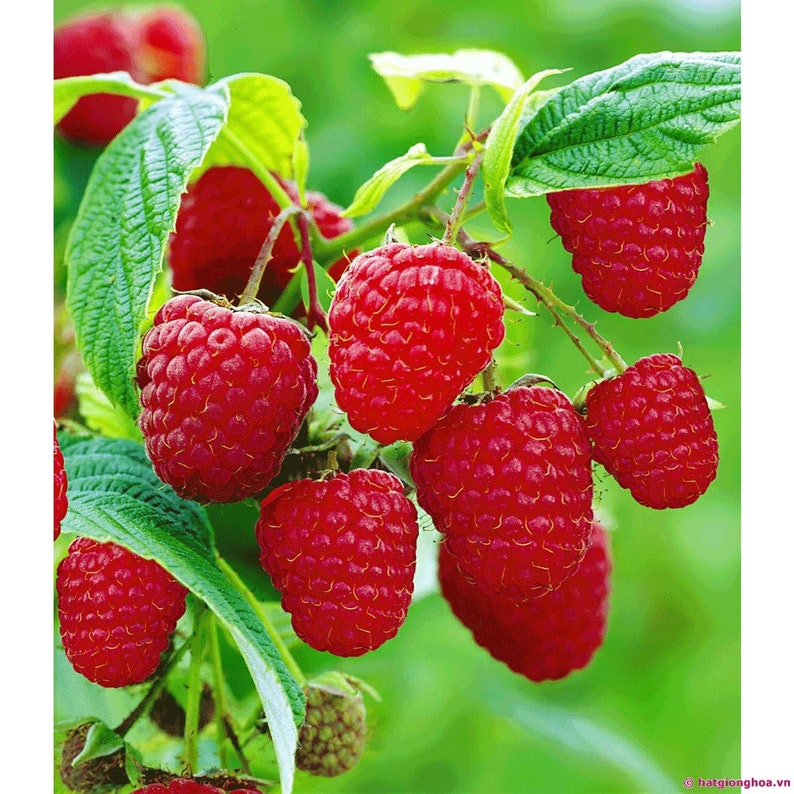 100 PcsPack Mixed Color Raspberry Seeds Each 1000 Pcs for Black Red Fruit Seed