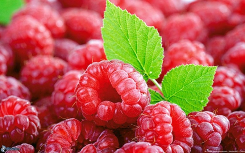 100 PcsPack Mixed Color Raspberry Seeds Each 1000 Pcs for Black Red Fruit Seed