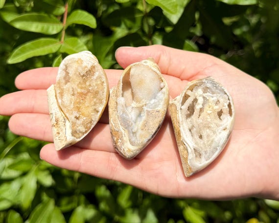 Natural Fossilized Shell Druzy Specimens - Sparkling Ocean Fossil Crystal - Choose Size