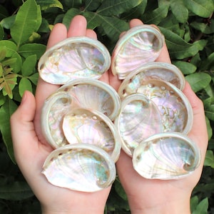 MINI Abalone Sea Shell 2" - 2.5" - For Smudging, Burning Sage Sticks, Incense, Crafts, Display etc