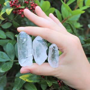 May include: Three clear quartz crystal points of varying sizes are held in a hand. The crystals are translucent with visible internal structures. The background features green foliage and red berries.