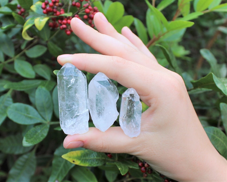May include: Three clear quartz crystal points of varying sizes are held in a hand. The crystals are translucent with visible internal structures. The background features green foliage and red berries.