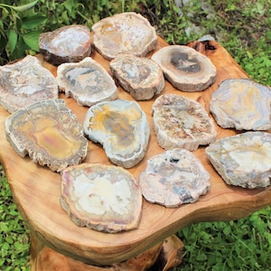 Petrified Wood Slice 'AAA Grade' Display Specimen: Choose Size & Amount (Premium Quality 'AAA' Grade Display Specimens)