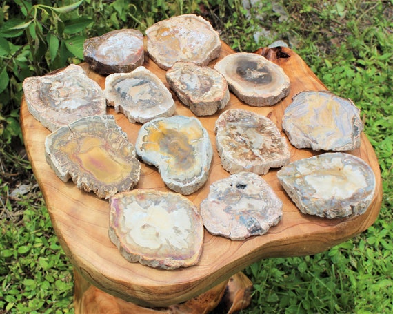 Petrified Wood Slice 'AAA Grade' Display Specimen: Choose Size & Amount (Premium Quality 'AAA' Grade Display Specimens)