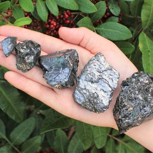 May include: Five pieces of raw, dark gray crystals with a metallic sheen are held in an open hand. The crystals vary in size and have a rough, textured surface. Green foliage and red berries are in the background.