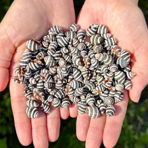 May include: A collection of small, conical sea shells featuring distinct horizontal black and white stripes. The shells are clustered together, displaying varied sizes and spiral patterns, with some showing hints of brown near the openings.