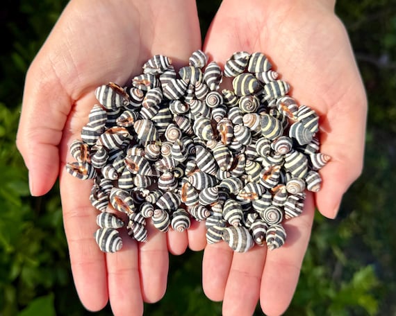 Bumble Bee Shells, Natural Bea Hive Shells - Choose Quantity - Seashells for Crafts & Coastal Decor