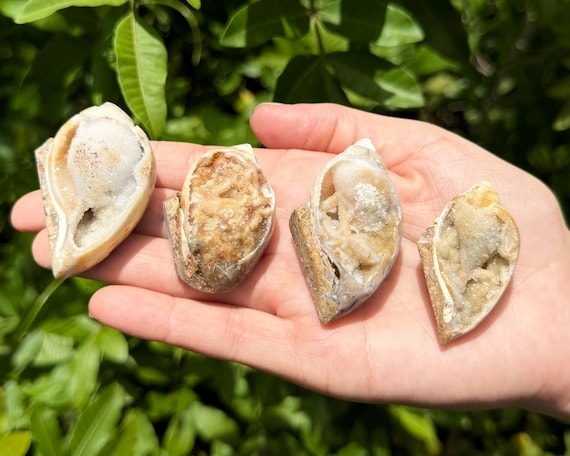 Natural Fossilized Shell Druzy Specimens - Sparkling Ocean Fossil Crystal - Choose Size