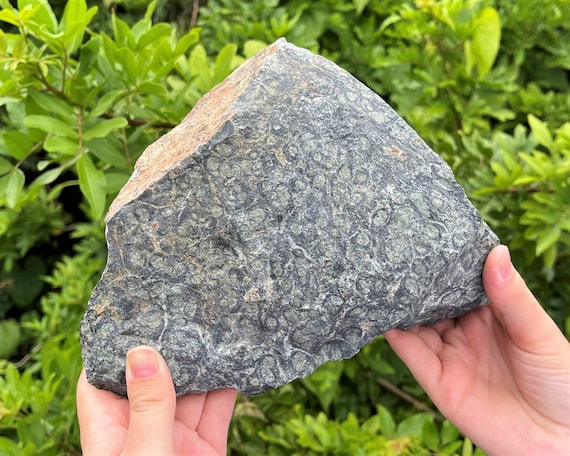 JUMBO Rough Kambaba Jasper Natural Crystals: Choose Size (Premium Quality 'A' Grade, Crocodile Jasper)