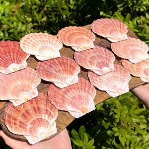 May include: A collection of twelve fan-shaped scallop shells with a natural pink and white radial pattern, arranged on a dark brown wooden board. Each shell features a distinct ribbed texture and a rounded edge, showcasing natural color variations.
