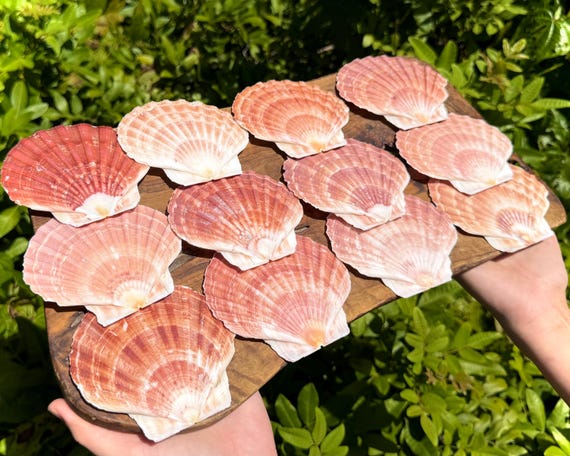 Natural Irish Flat Scallop Shells 3-4" - Choose Bulk Quantity - Seashells for Crafts & Coastal Decor