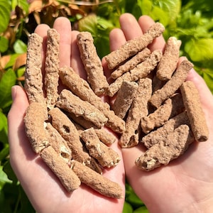 May include: A handful of light brown, cylindrical objects with a textured surface. The objects are held in open hands against a backdrop of green foliage. The objects appear to be a natural product.