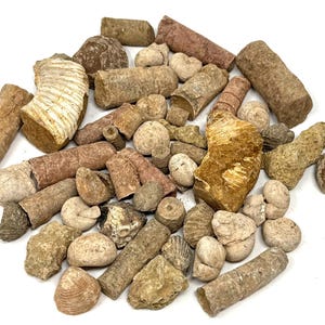 May include: A selection of fossils in shades of brown, tan, and reddish-brown. The assortment includes cylindrical, spiral, and rounded shapes, showcasing the diverse forms of ancient marine life. The fossils are arranged on a white surface.