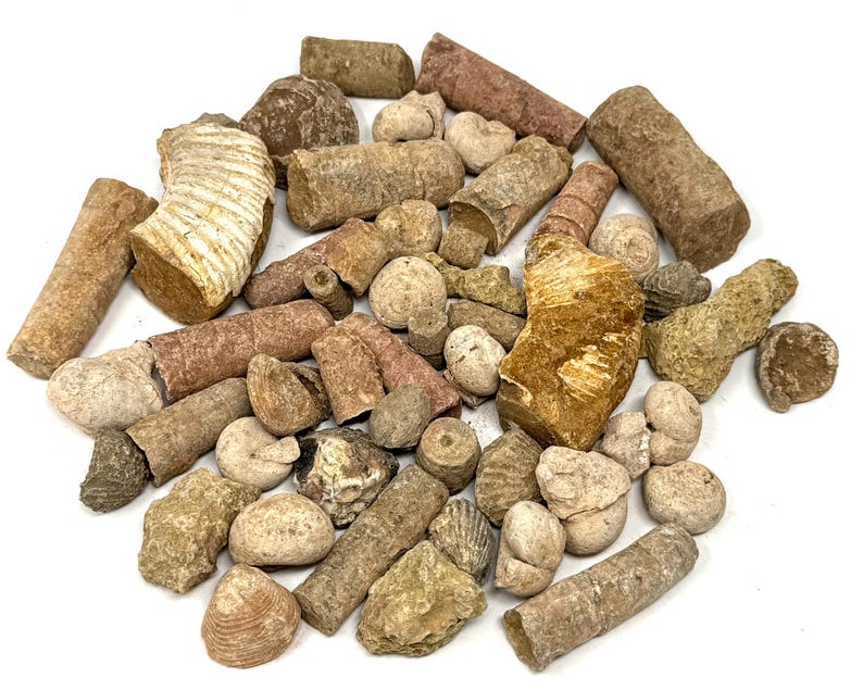 May include: A selection of fossils in shades of brown, tan, and reddish-brown. The assortment includes cylindrical, spiral, and rounded shapes, showcasing the diverse forms of ancient marine life. The fossils are arranged on a white surface.