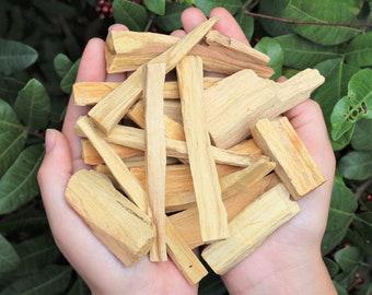 May include: A close-up of a hand holding a pile of light brown palo santo sticks. The sticks are various lengths and widths, and they have a natural, rough texture.