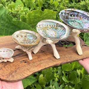May include: Three iridescent abalone shells of varying sizes are each displayed on a small, light-colored wooden tripod stand. These shells are arranged in a row on a large, rectangular, natural-edged wooden board with a dark, textured grain.