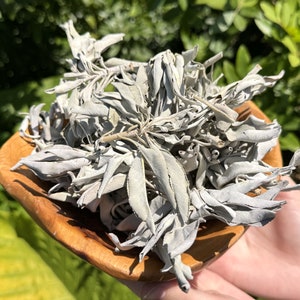 May include: A pile of dried white sage leaves in a wooden bowl. The sage is a popular herb used for smudging and cleansing.