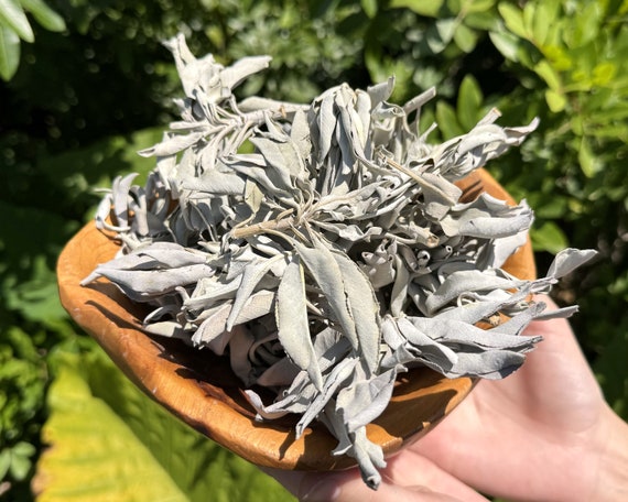 Loose White Sage Smudge Leaves & Clusters - Choose Ounces or lbs Bulk Wholesale Lots (Cleansing, Smudging, Purification, House Blessings)