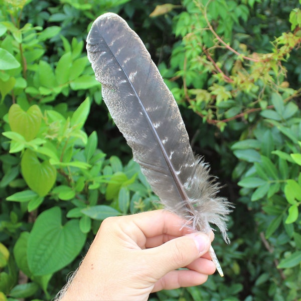 Turkey Feather for Smudging, Fanning, etc. 10'-12" (Barred Wing Smudge Feather)
