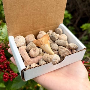 Fossil Mix Gift Box