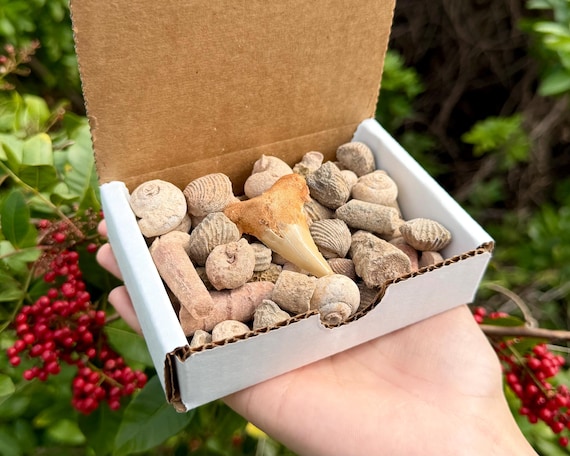 Natural Fossil Mix Gift Box - 1/2 lb (8 ounces) Authentic Fossil Assortments & Shark Teeth (Mixture of Genuine Fossils From Morocco)