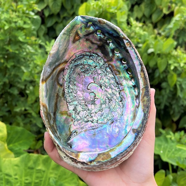 Abalone Shells: Choose Large 5 - 6" or EXTRA Large 6 - 7" Wholesale Bulk Options (Premium Shells for Smudging, Decor, Displays & More!)