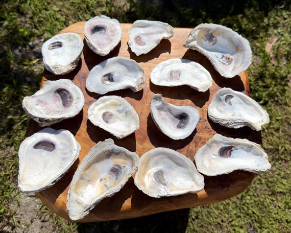 Large Natural Oyster Shells 2.5-4" - Choose Quantity - Seashells for Crafts, Coastal & Beach Decor