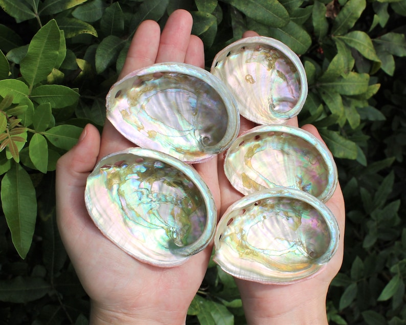 May include: Five iridescent abalone shells with a pearlescent sheen are held in open hands. The shells display a range of colors, including blues, greens, and pinks, with a smooth, textured interior. The shells are a natural, decorative item.