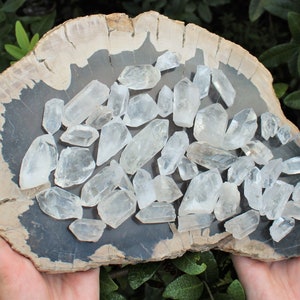 May include: A collection of clear quartz crystals arranged on a piece of petrified wood. The crystals vary in size and shape, with a natural, raw appearance. The wood has a dark gray center and a light brown outer edge.