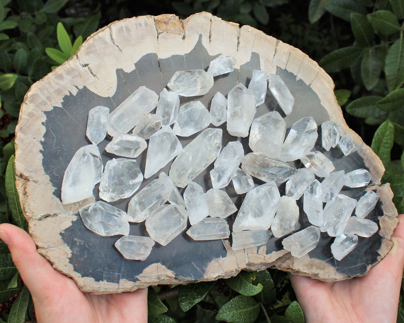 May include: A collection of clear quartz crystals arranged on a piece of petrified wood. The crystals vary in size and shape, with a natural, raw appearance. The wood has a dark gray center and a light brown outer edge.