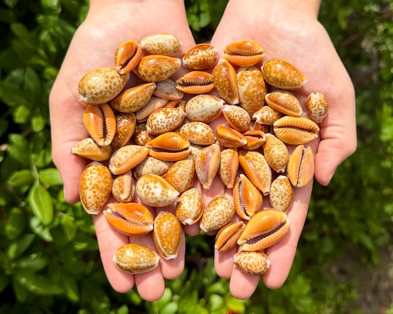 Natural Honey Cowrie Shells, 0.75-1" – Small Cowry Seashells for Jewelry Making, Crafts & Coastal Decor