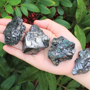 May include: Four pieces of raw, dark gray-black crystals are held in a hand. The crystals have a rough, textured surface with reflective, metallic-like qualities. The background features green leaves and red berries.