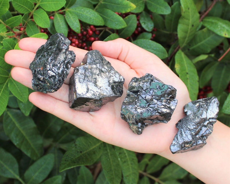 May include: Four pieces of raw, dark gray-black crystals are held in a hand. The crystals have a rough, textured surface with reflective, metallic-like qualities. The background features green leaves and red berries.