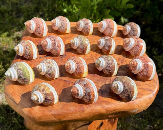 Tapestry Turbo Shell, 2-2.5" - Turbo Petholatus Natural Polished Seashell For Coastal Crafts & Nautical Decor