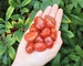 Carnelian Tumbled Stones: Choose How Many Pieces (Premium Quality 'A' Grade, Tumbled Carnelian Crystals, Sacral Chakra) 