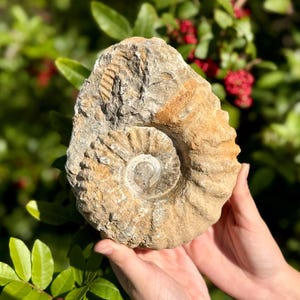 JUMBO Ammonite Fossils / 3 - 6&quot; Natural Raw Ammonite Cephalopod Fossil Specimens From Morocco (140 Million Years Old Fossils, Home Decor)