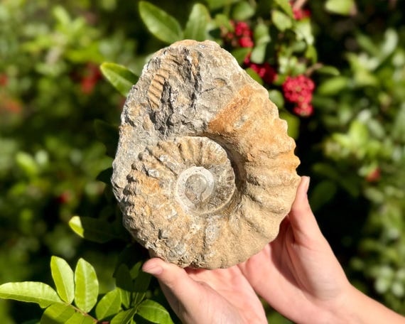 JUMBO Ammonite Fossils / 3 - 6" Natural Raw Ammonite Cephalopod Fossil Specimens From Morocco (140 Million Years Old Fossils, Home Decor)