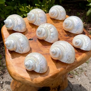 May include: A collection of nine polished, iridescent white snail shells with a smooth, pearlescent finish. Each shell features a spiral structure with a pointed apex and a rounded body, displaying natural light reflections across their surfaces.