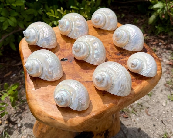 LARGE Pearlized Turbo Shell, 2-3" Natural Polished Seashell For Coastal Crafts & Nautical Decor