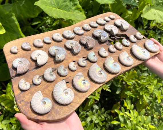 Beautiful Opalized Ammonite Fossils, Rainbow Iridescent Ammonite - Choose Size & How Many (Natural Ammonite Fossils, From Madagascar)
