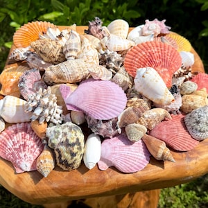 May include: A collection of assorted seashells in various shapes, sizes, and colors, including shades of pink, orange, white, brown, and tan. The shells feature diverse textures, ranging from smooth, fan-shaped bivalves to spiraled, knobby gastropods.